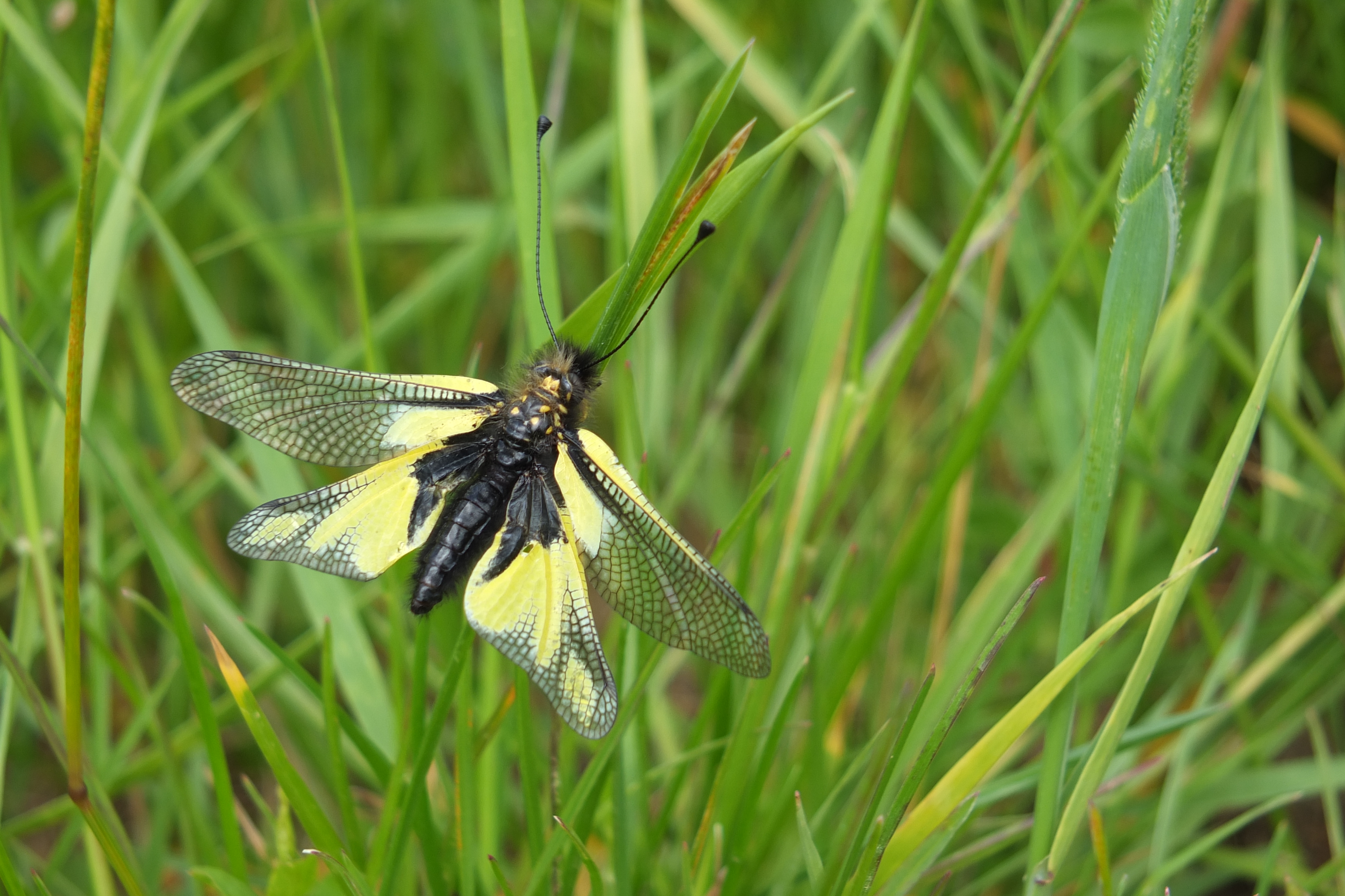 Sortie nature entre le Tarn et l’Aude, aux abords du Pic de Nore